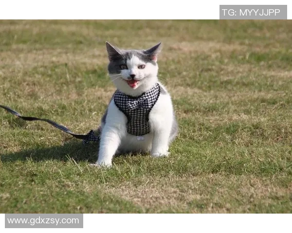 足球明星猫舍真实图片展现萌宠与运动员的温馨生活